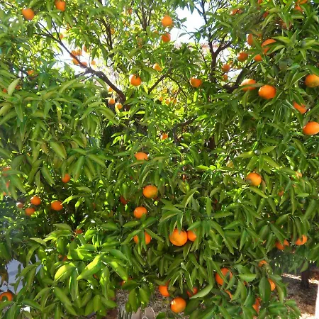 Casa Mandarina Vakantiehuis *